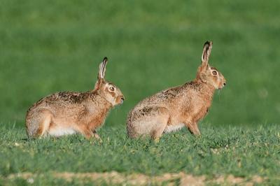 Lepus europaeus