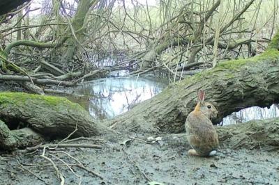 Oryctolagus cuniculus