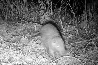 Myocastor coypus