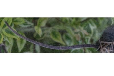 Mulot sylvestre