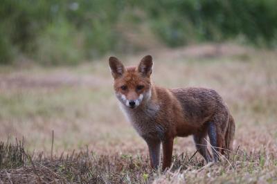 Vulpes vulpes