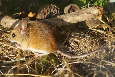 Mulot sylvestre