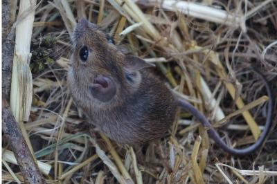 Apodemus sylvaticus