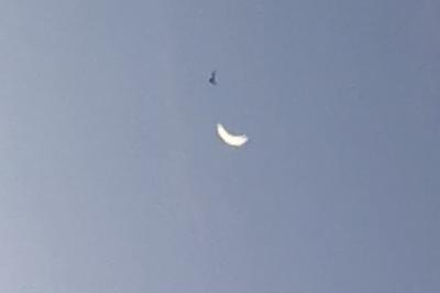 Noctule commune
