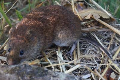 Clethrionomys glareolus