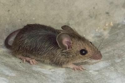 Mulot sylvestre
