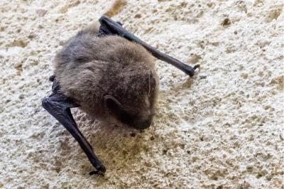 <i>Pipistrellus</i>