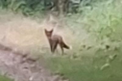 Renard roux