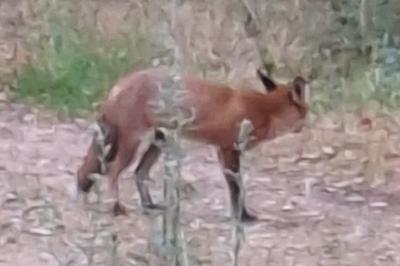 Renard roux