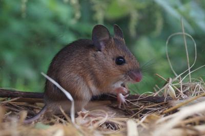 Apodemus sylvaticus