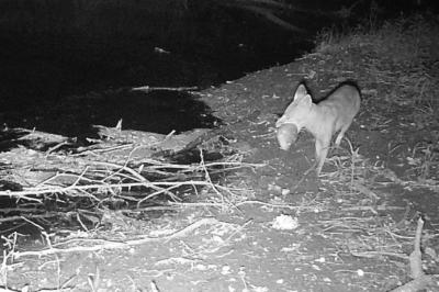 Vulpes vulpes