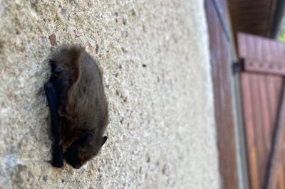 <i>Pipistrellus</i>