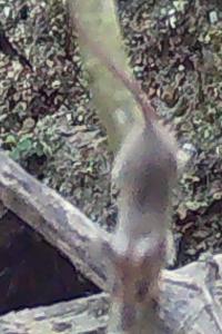 Mulot sylvestre
