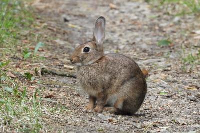 Oryctolagus cuniculus