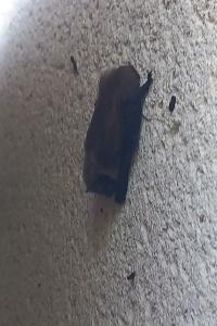 Pipistrelle commune