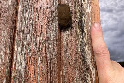 <i>Pipistrellus</i>