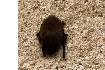 <i>Pipistrellus</i>