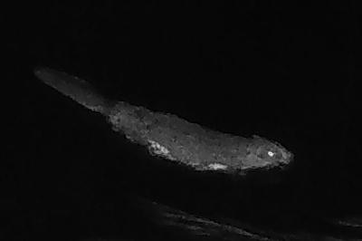 Castor d'Eurasie
