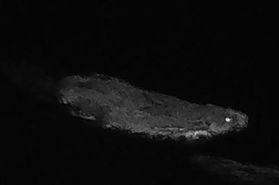 Castor d'Eurasie