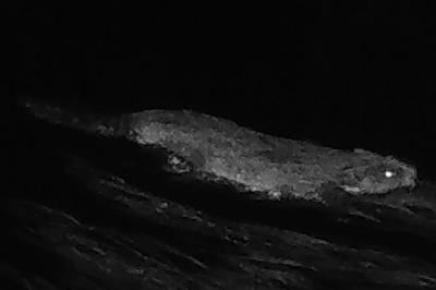 Castor d'Eurasie