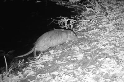 Myocastor coypus