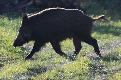 Sanglier