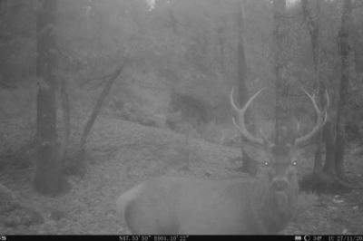 Cerf élaphe