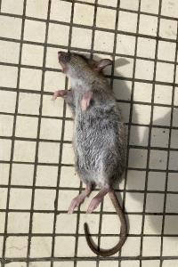 Rat surmulot