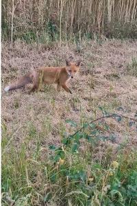 Vulpes vulpes