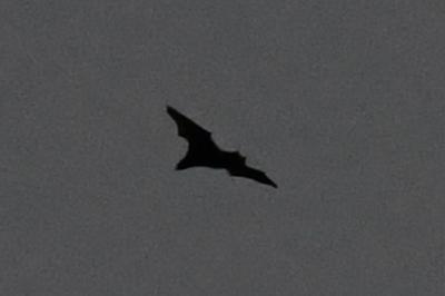 Noctule commune