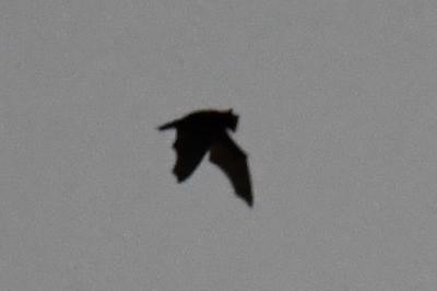 Noctule commune