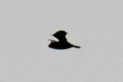 Noctule commune