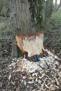 Castor d'Eurasie