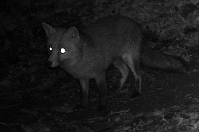 Renard roux