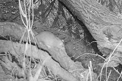 Rat surmulot