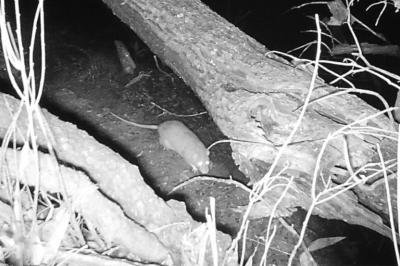 Rat surmulot