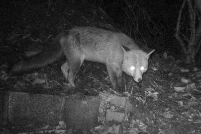 Renard roux