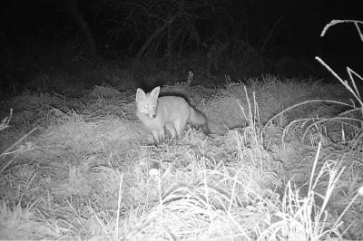 Renard roux