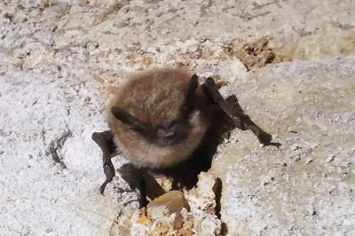 <i>Myotis mystacinus/alcathoe/brandtii</i>