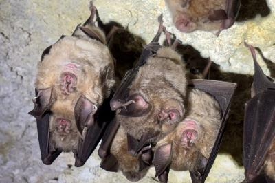 Grand rhinolophe