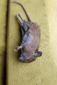 Mulot sylvestre