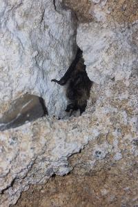 <i>Myotis mystacinus/alcathoe/brandtii</i>