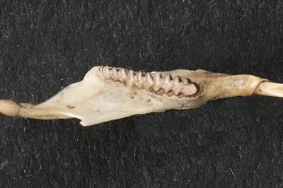 Campagnol roussâtre