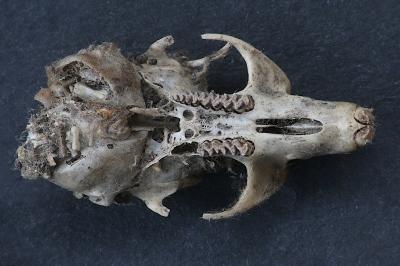 Campagnol des champs