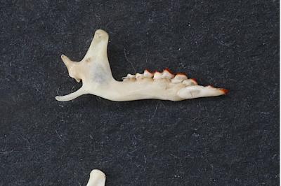 Musaraigne couronnée