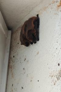 Pipistrelle commune