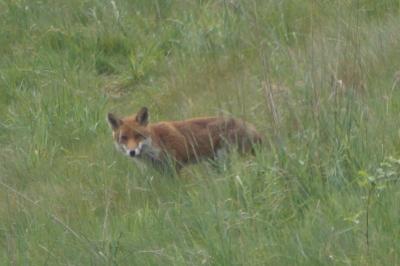 Renard roux