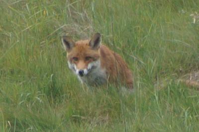 Renard roux