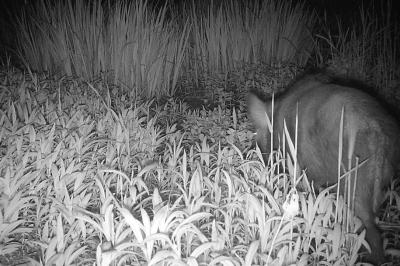 Sanglier