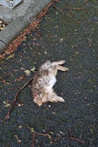 Lapin de garenne